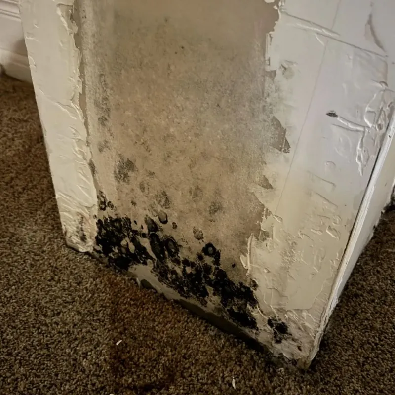 Professional Mold Removal in Clymer, PA